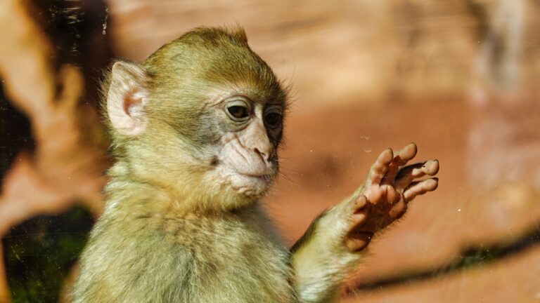 Why Do Most Mammals Have Five Fingers?