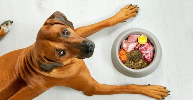 Why Is My Dog Always Hungry? 11 Possible Reasons