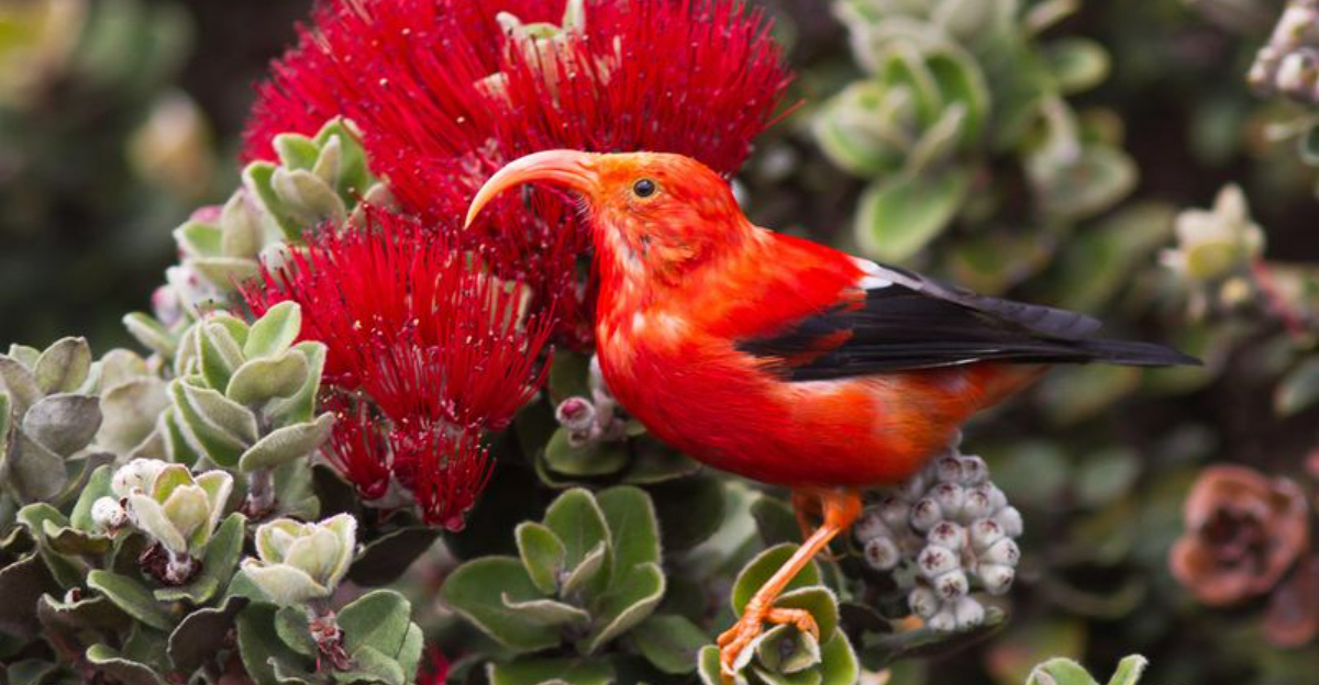 Why Saving The Honeycreeper In Hawaii Is So Important?