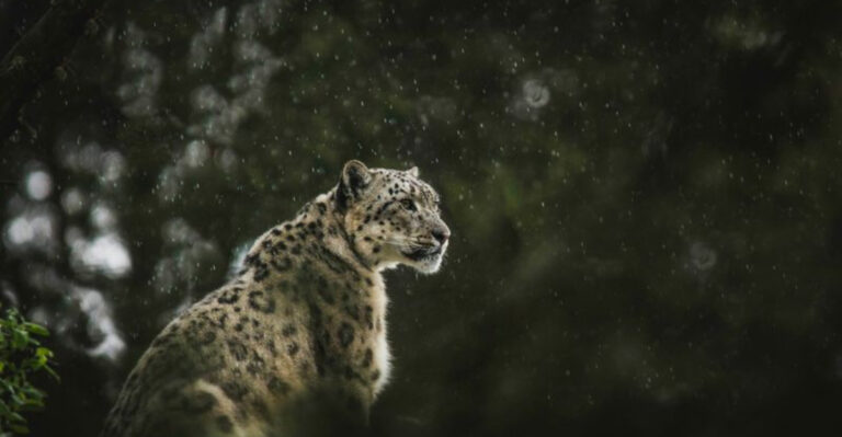 Why Some Big Cats Prefer Solitude While Others Live In Groups