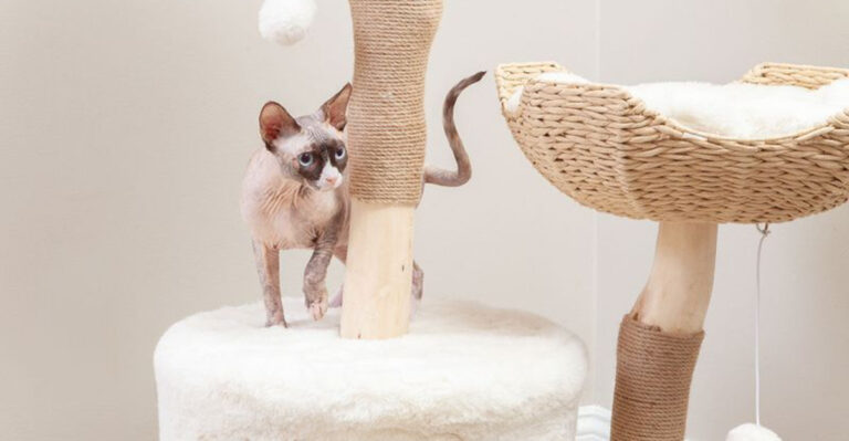 Why Your Cat Needs A Cat Tree – 17 Health Benefits