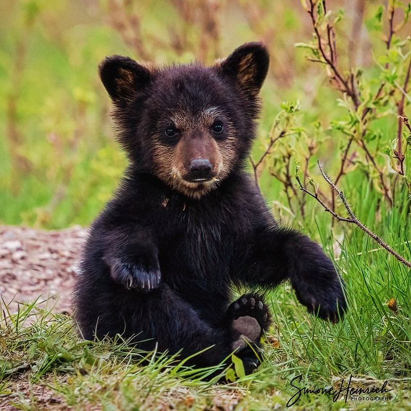 Black Bear