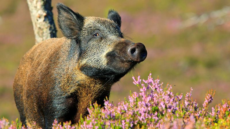 Wild Boars