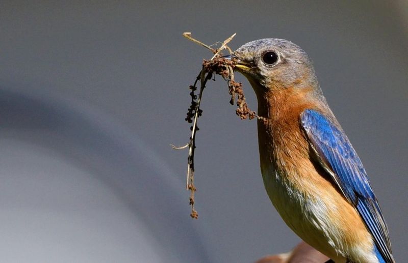 Eastern Bluebird