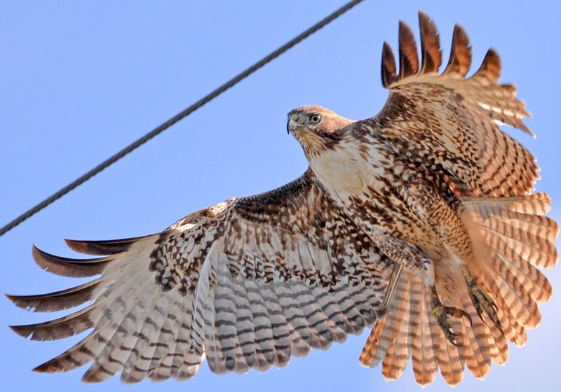Wing Shape And Size