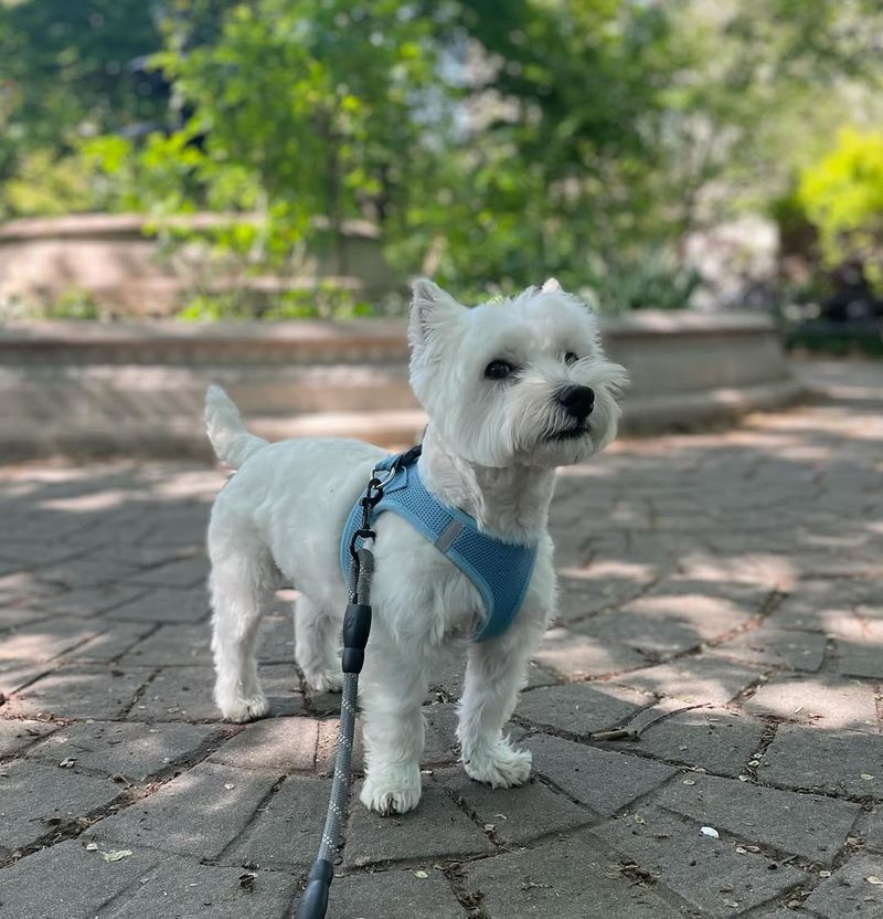 West Highland White Terrier