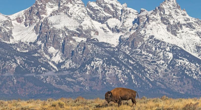 Wyoming - American Bison