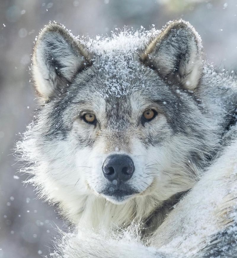 Wolf