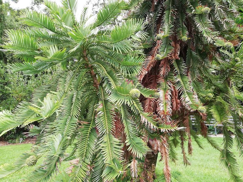 Wollemi Pine