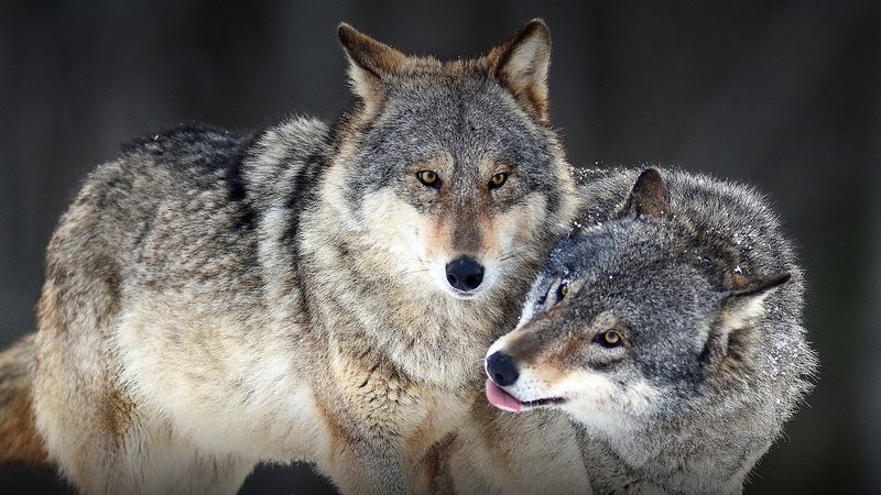 Wolves