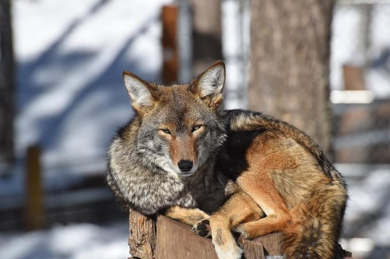 Wolves
