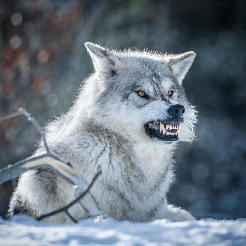 Wolves