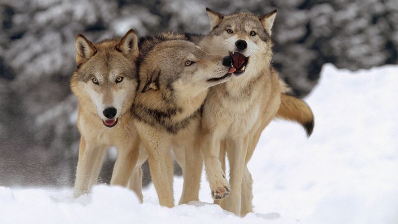Wolves