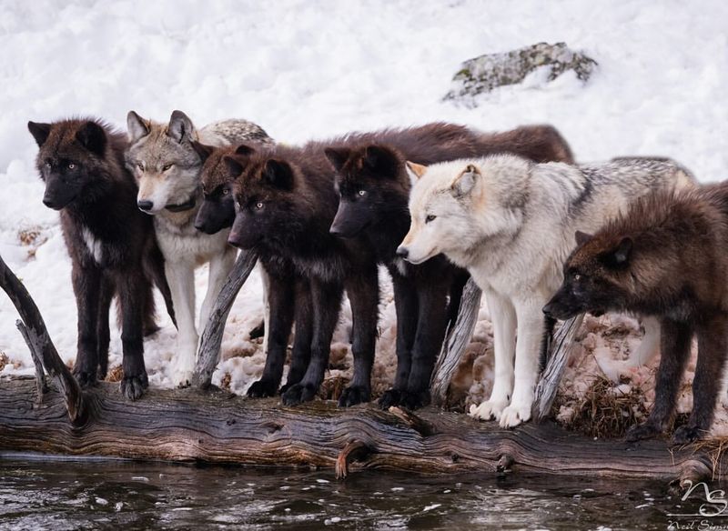 Wolves
