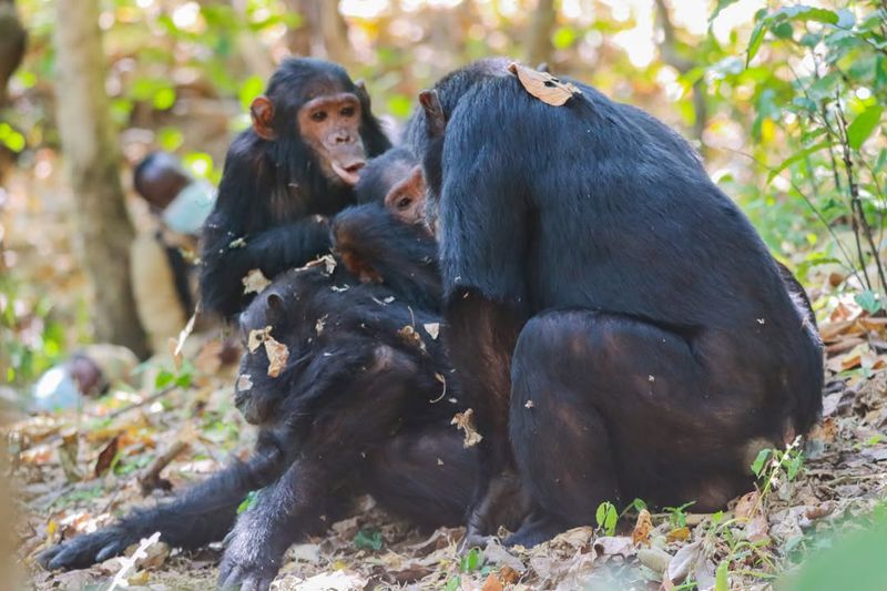 Chimpanzee Communities