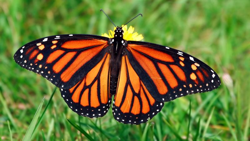 Saving Mexico's Monarch Butterfly 