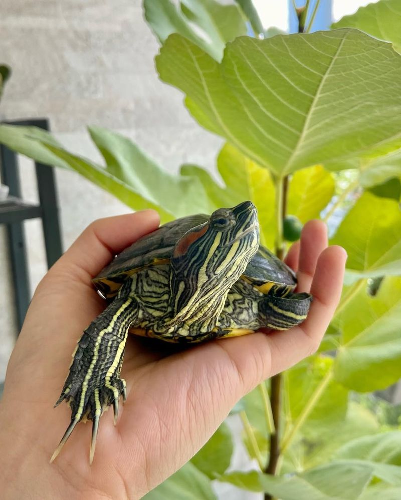 Red-Eared Slider Turtle