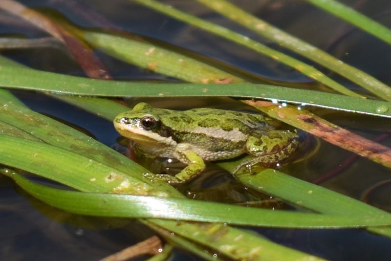 Dawn Chorus Frog