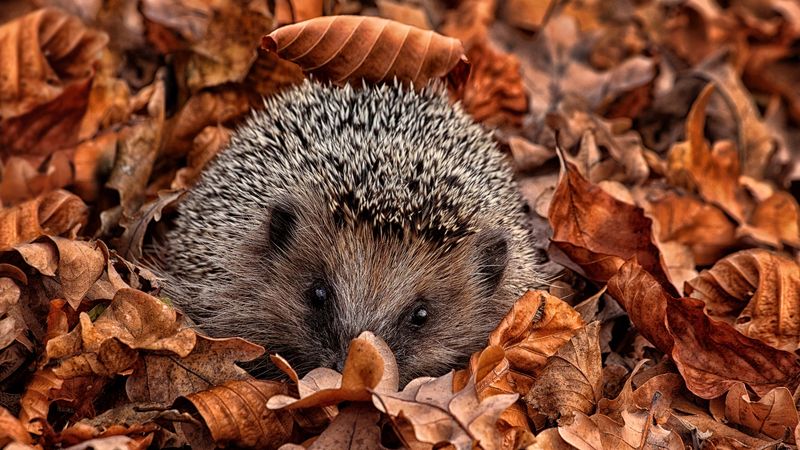 Hedgehogs – In Piles Of Leaves And Brush