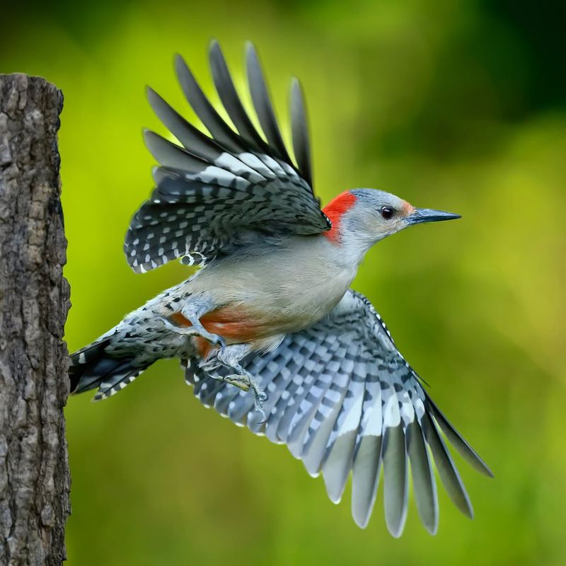 Woodpeckers