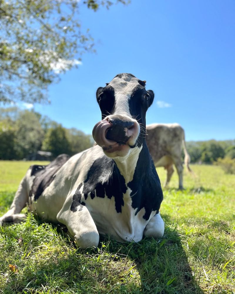 Woodstock Farm Sanctuary, New York
