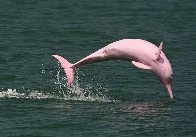 Amazon River Dolphin