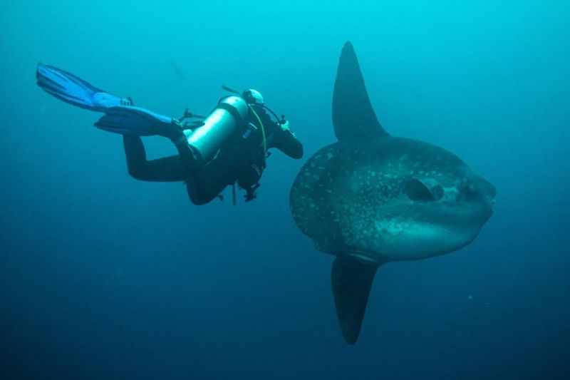 Bumphead Sunfish Characteristics