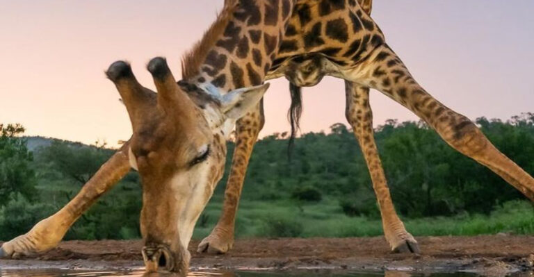 World Record: Tallest Giraffe Ever Measured