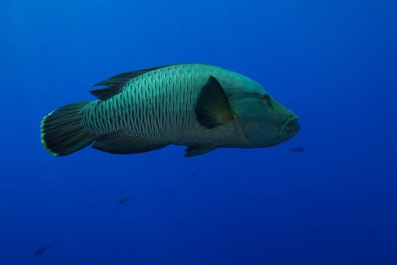 Wrasse