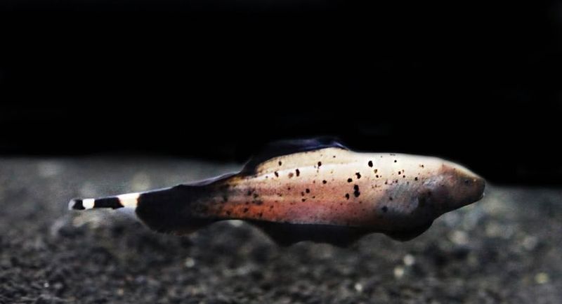 Ghost Knifefish