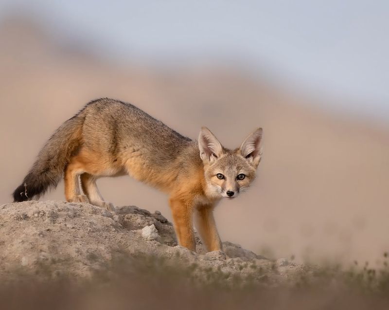 Nevada - Kit Fox