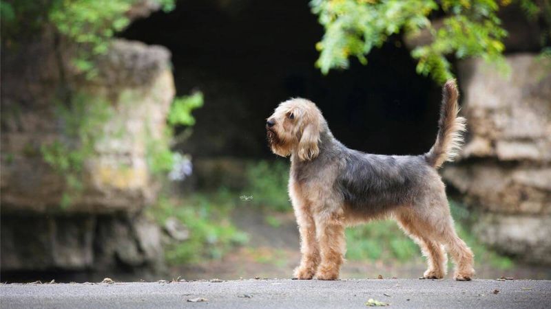 Otterhound