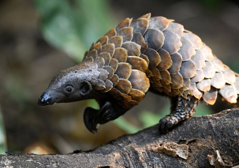 Pangolin