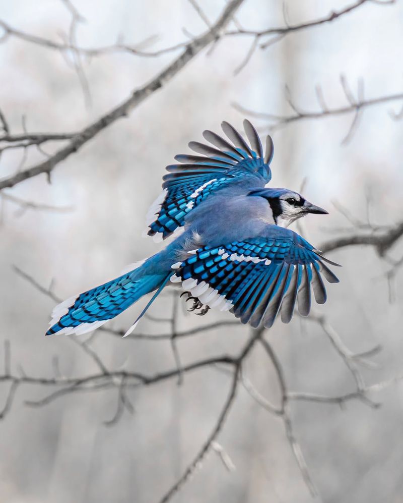 Blue Jay Migrating Patterns