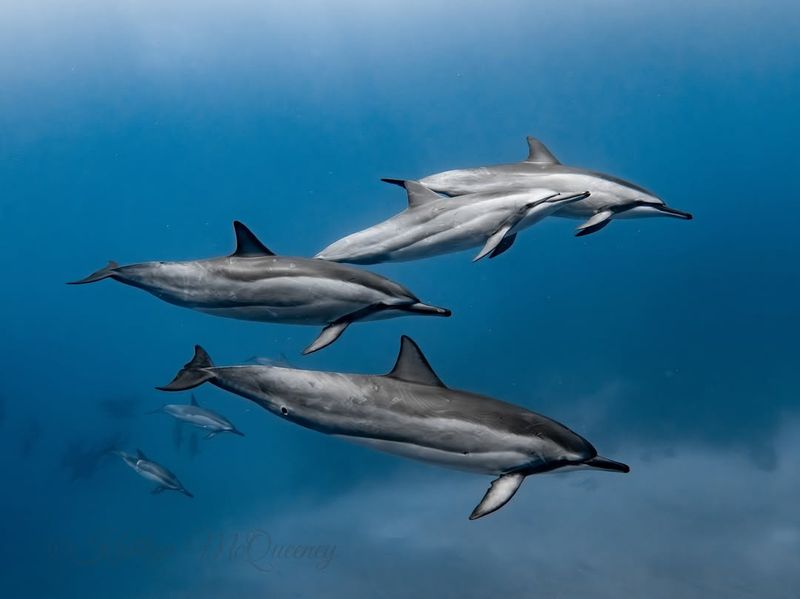 Hawaiian Spinner Dolphin