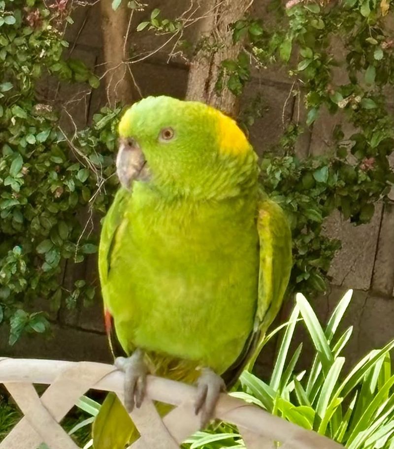 Yellow-Naped Amazon