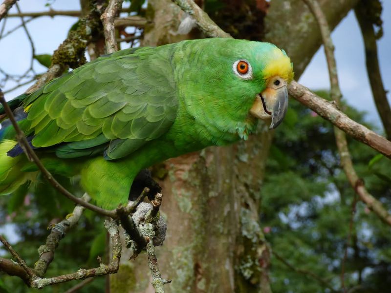 Yellow-crowned Amazon