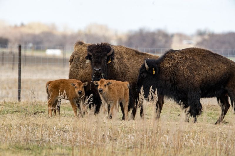 How Bison Beat Extinction