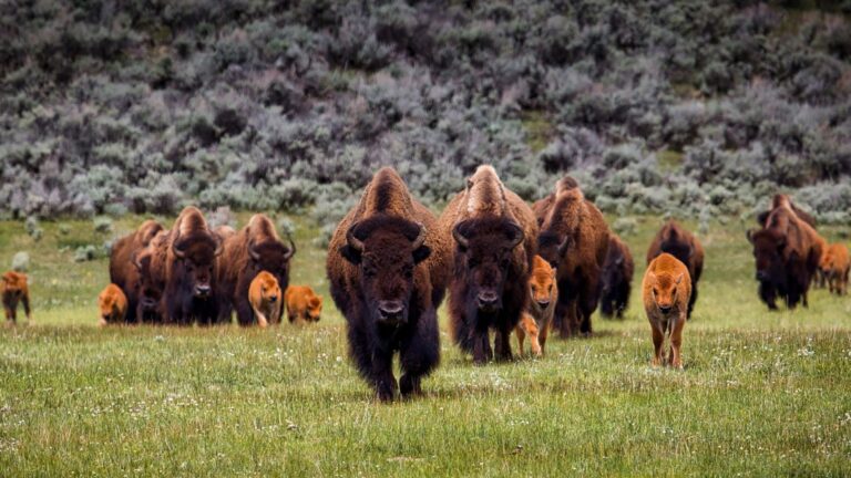 Yellowstone Bison Thriving After 120 Years Of Conservation Efforts – Here’s How