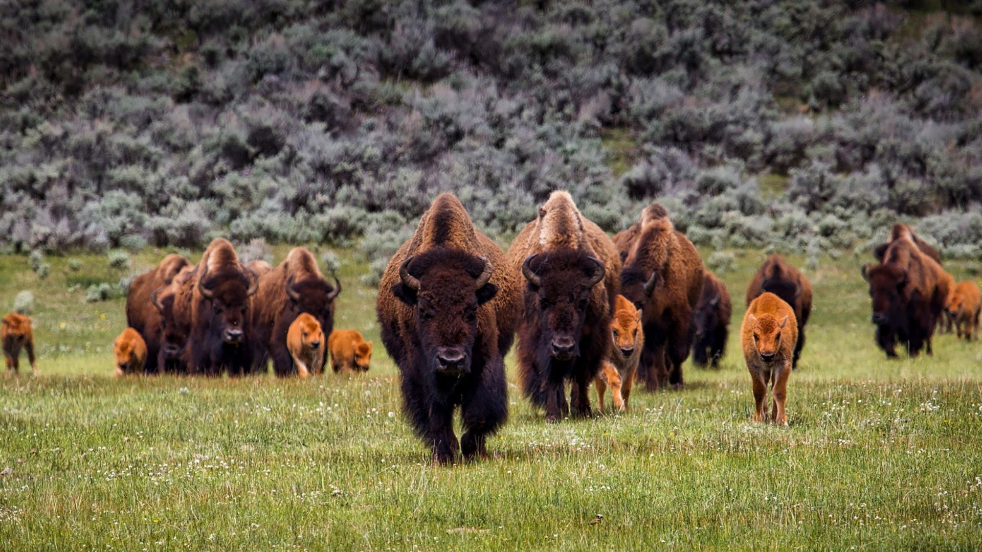Yellowstone Bison Thriving After 120 Years Of Conservation Efforts – Here’s How
