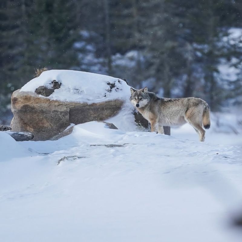 Voyageurs National Park, USA