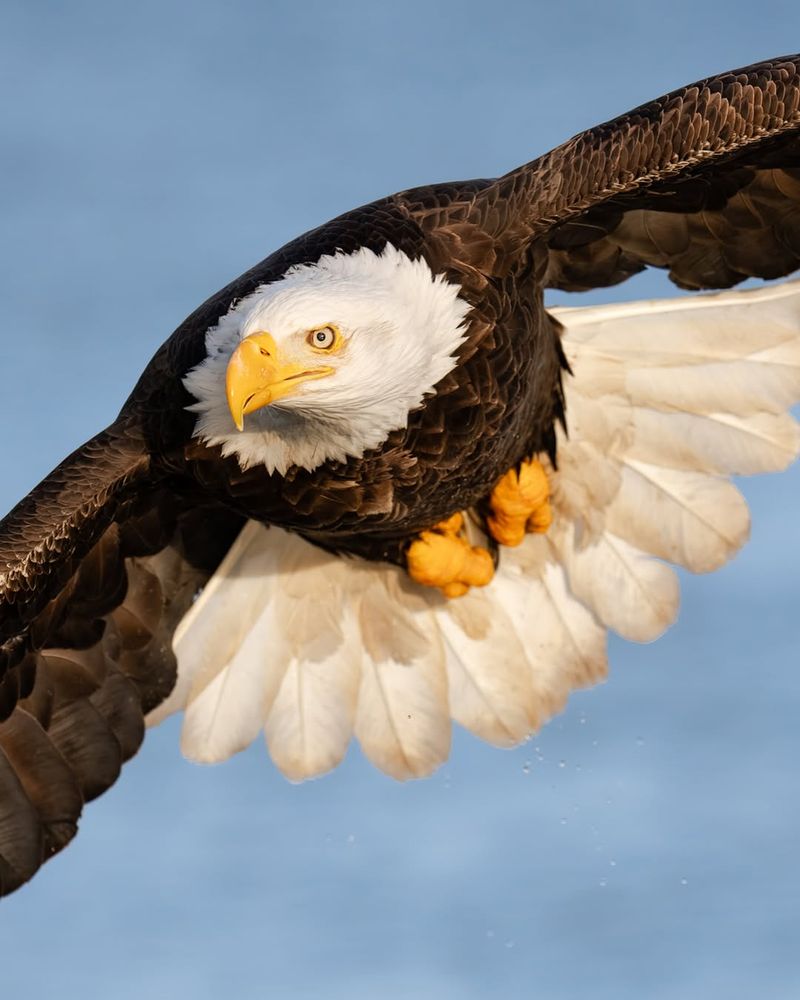 Bald Eagle Recovery