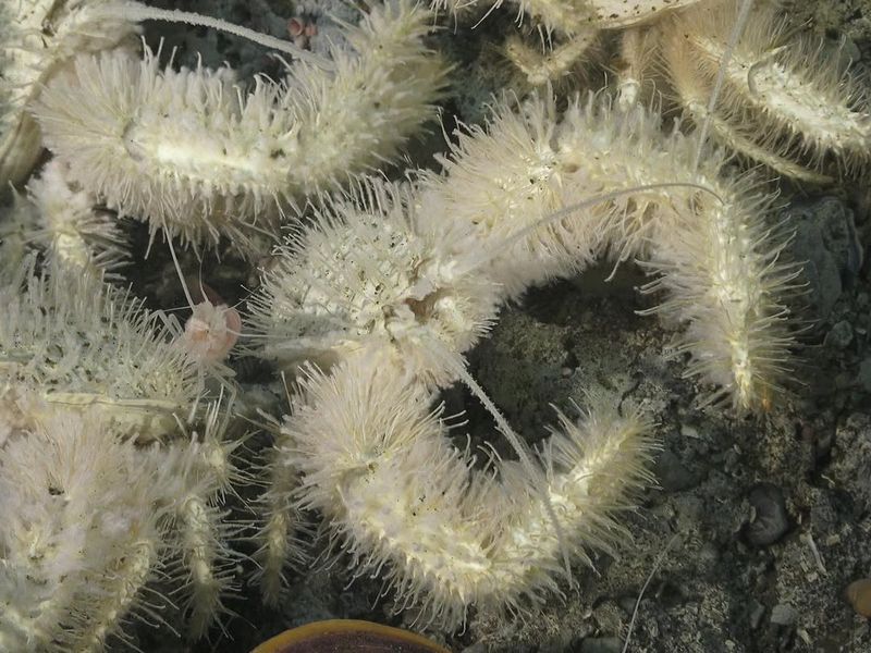 Yeti Crab