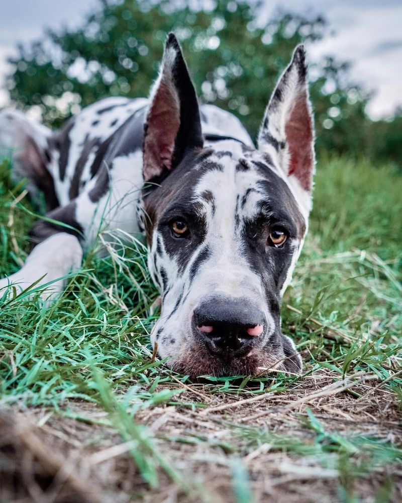 Great Dane