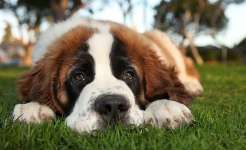 Saint Bernard