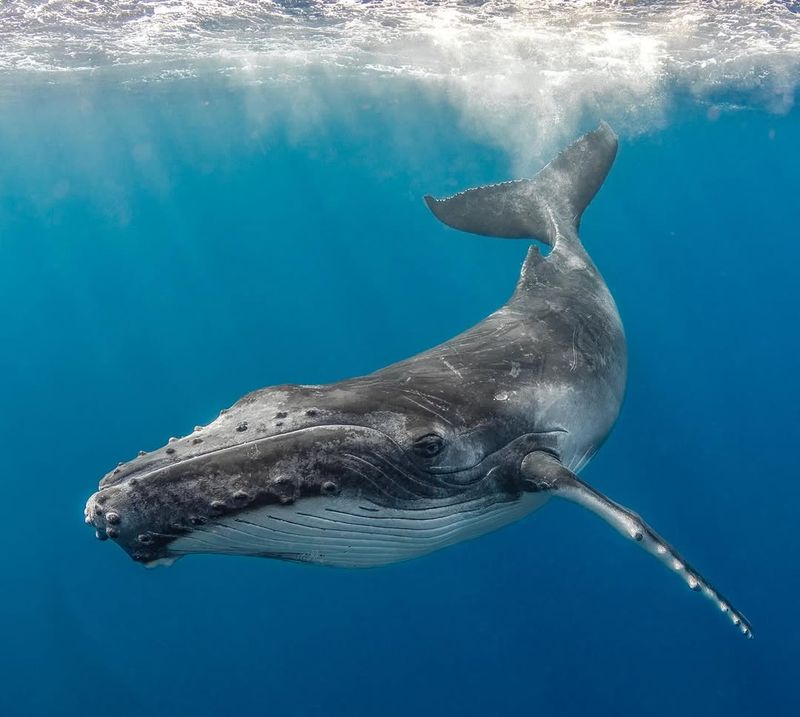 Singing Humpback Whale