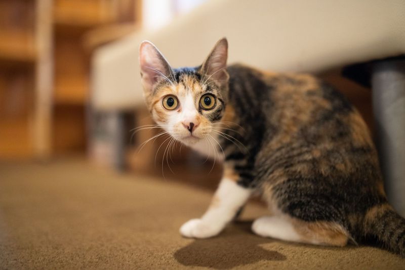 Your Cat Dislikes Physical Contact
