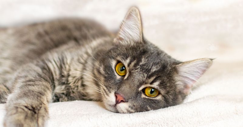 Your Cat Is Simply Not A Cuddly Cat