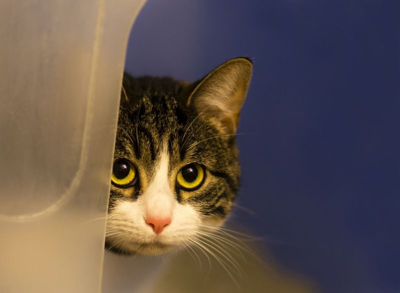 Your Cat May Have Experienced Trauma