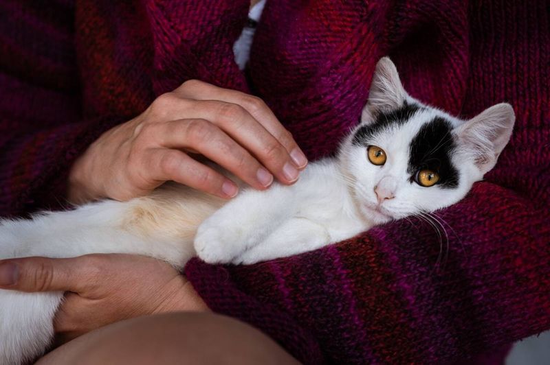 Your Cat Thinks Of You As Their Mother?!